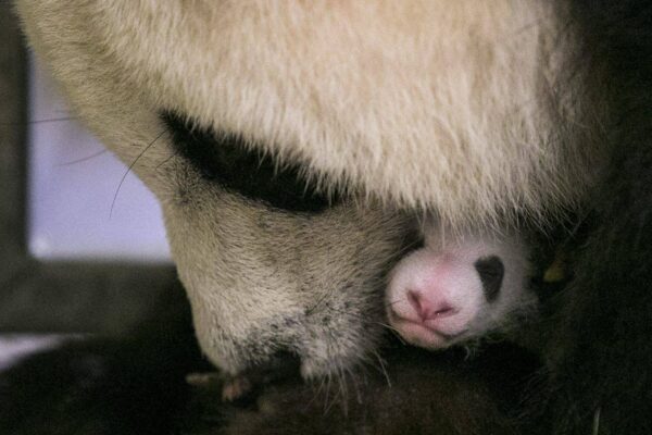 Vidéo : 1er mois de notre bébé panda !