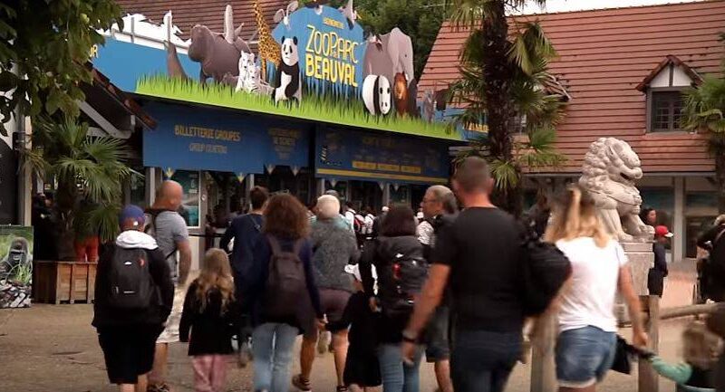 Bébé panda à Beauval ? C’est vous qui en parlez le mieux !
