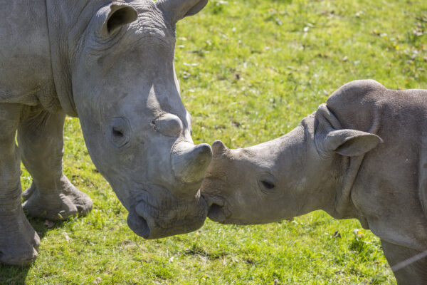 Journée des rhinos