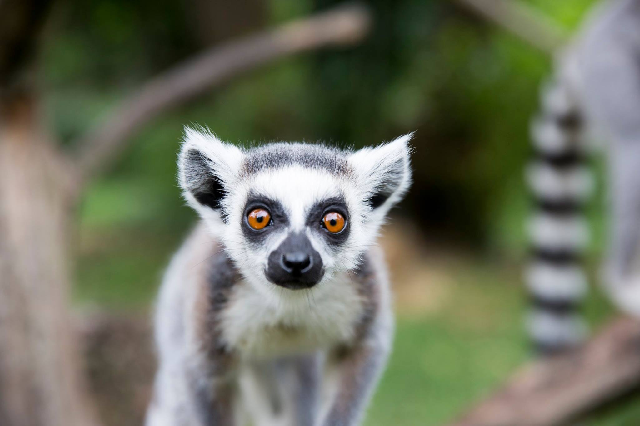 Nouvelle Formule Parrainage Beauval Actus