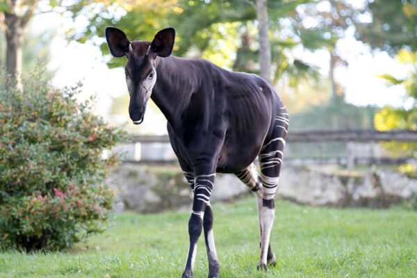 L’okapi à l’honneur