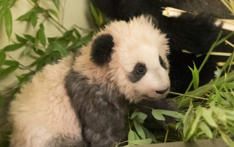 Panda site de rencontre mâle datant double normes
