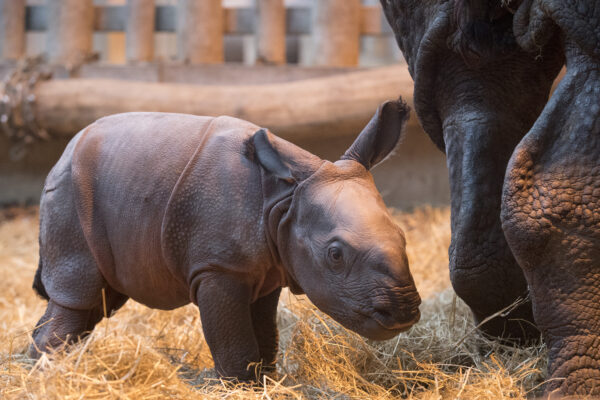 bienvenue bébé rhino !
