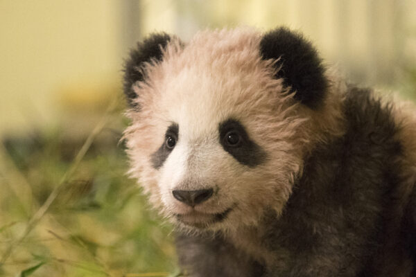 Yuan Meng, 5 mois, sera bientôt visible !