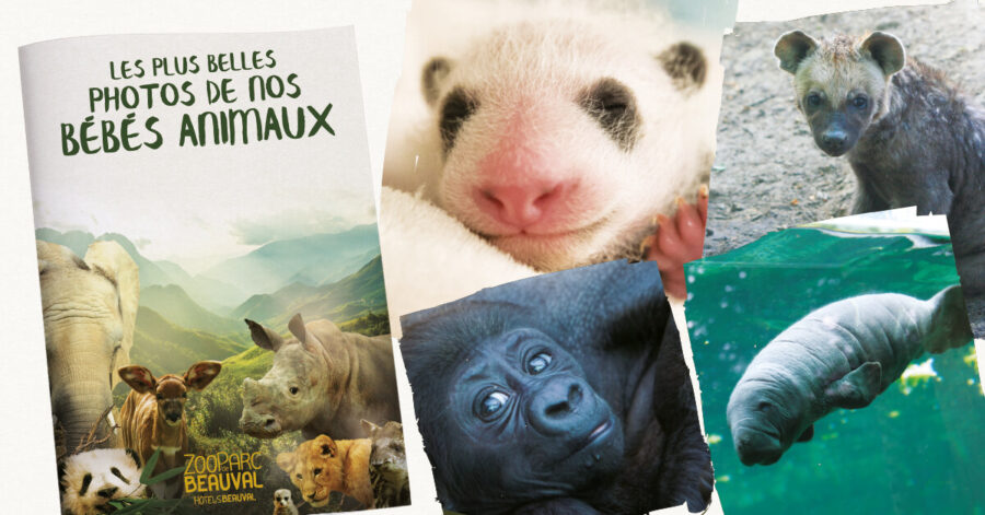 Les bébés animaux en photos !