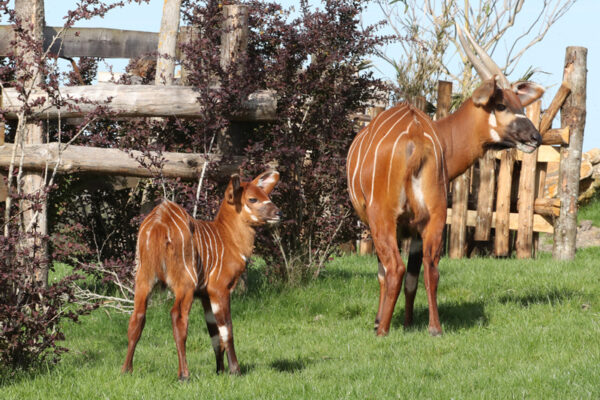 1ères pattes dans l’herbe…