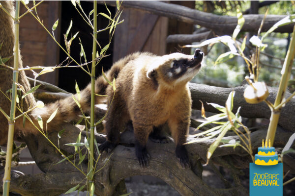 Surprise party chez les coatis