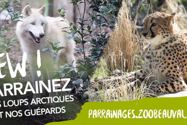 Loups et guépards : Parrainez-les !