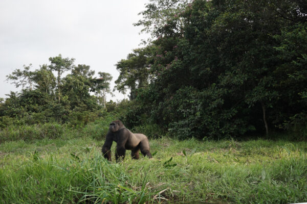 Beauval Nature sur TF1