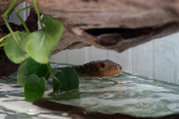 Dans le vivarium…