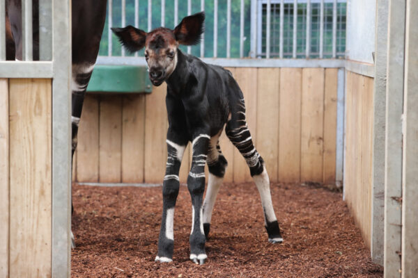 Naissance exceptionnelle à Beauval !