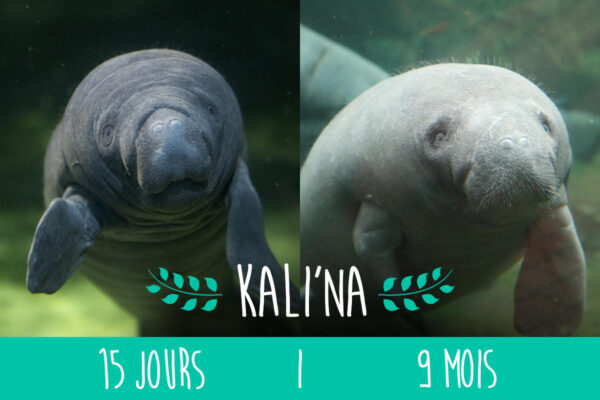 Kali’na, avant / après !