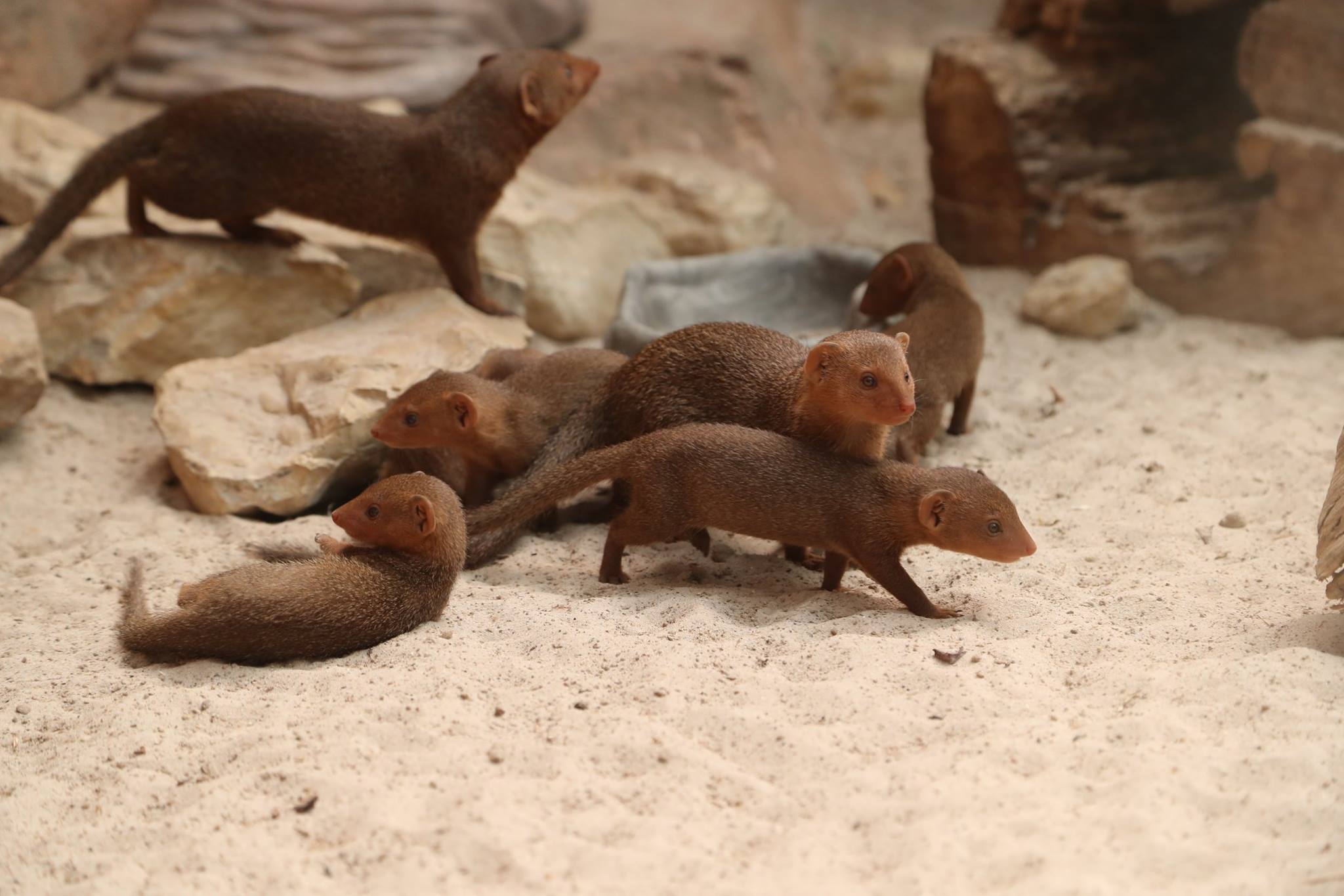 Frimousses De Mangoustes Beauval Actus