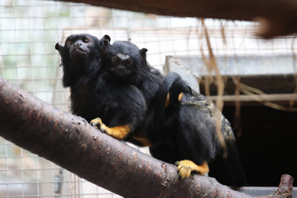 Naissance chez mes tamarins !