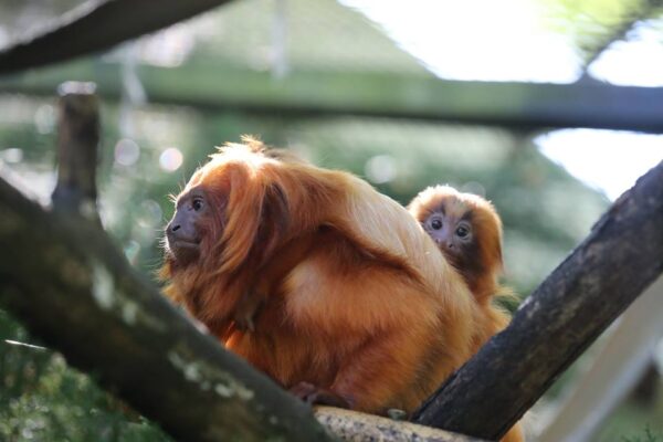 Bébés chez les tamarins lions dorés