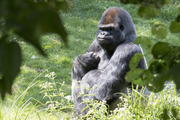 E=M6 s’intéresse à nos gorilles…