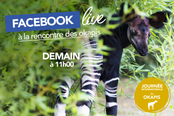 Facebook Live « Okapis »