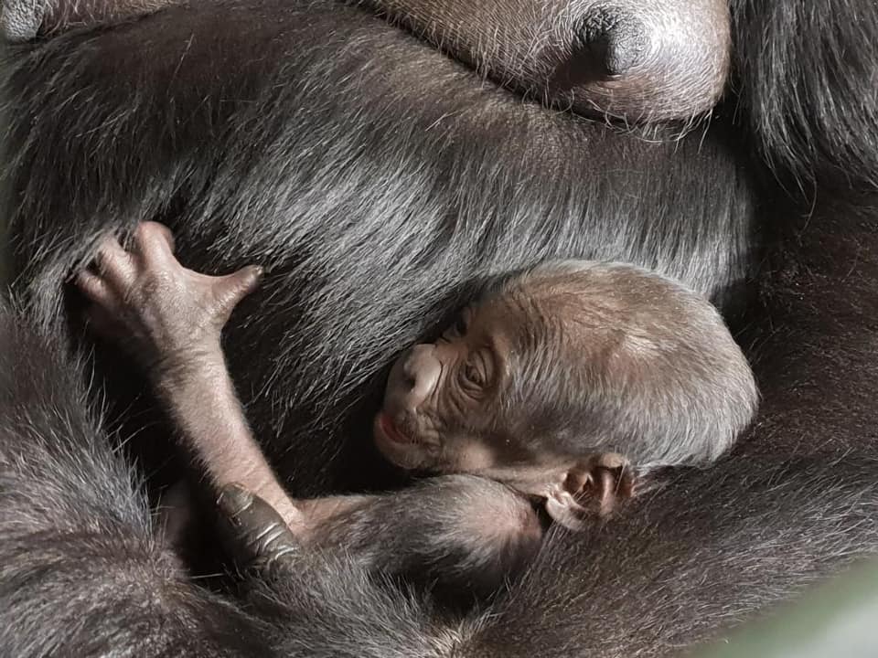 Il Vient De Naitre Un Petit Gorille A Beauval Beauval Actus