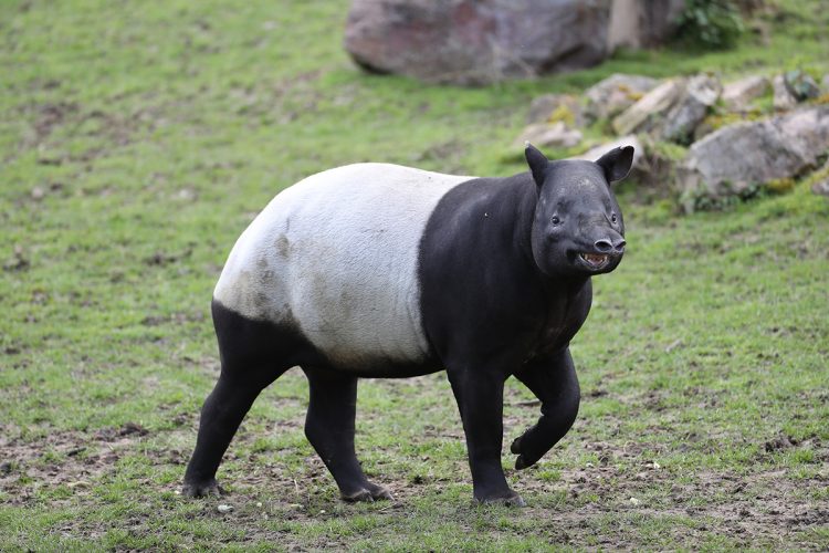 Harapan, femelle tapir malais