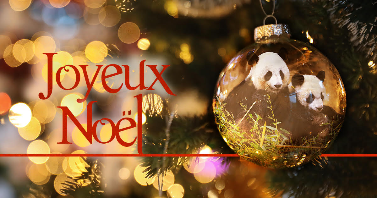 Joyeux Noël ! - Beauval Actus