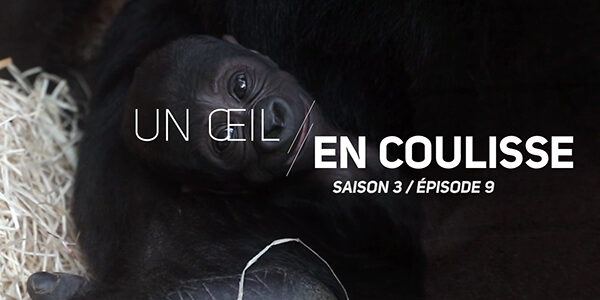 Un Œil En Coulisse saison 3 – Focus sur les gorilles