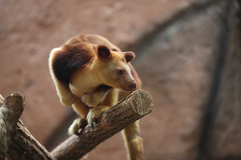 Des petits nouveaux dans la serre australienne