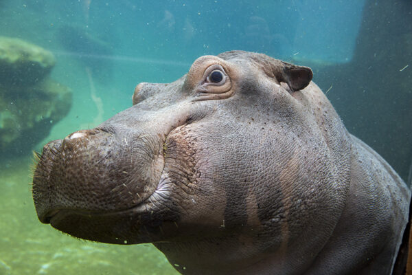 Mobilisons-nous contre le massacre des hippopotames en Zambie