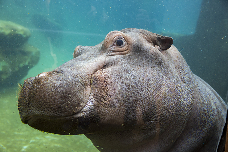 Mobilisons-nous contre le massacre des hippopotames en Zambie