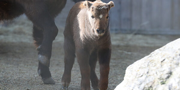 Une naissance de takin à Beauval a eu lieu