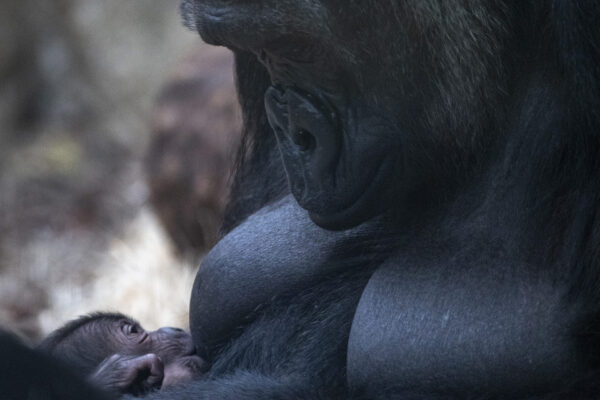Une nouvelle naissance de bébé gorille en parc zoologique !