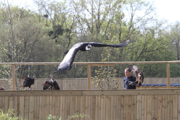 Reprise des spectacles des oiseaux et des otaries