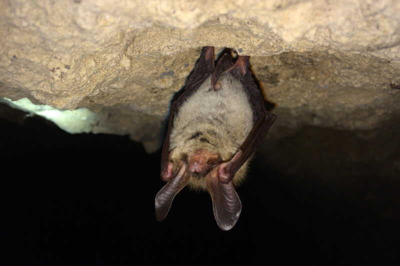 Les chauves-souris de Sauve-Chiro