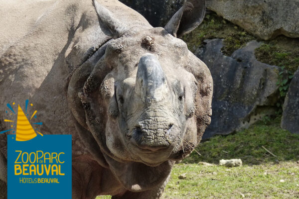 Joyeux anniversaire à notre rhinocéros indien, Sahib !