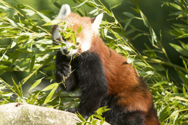 Des Pandas roux découverts dans l’Ouest du Népal