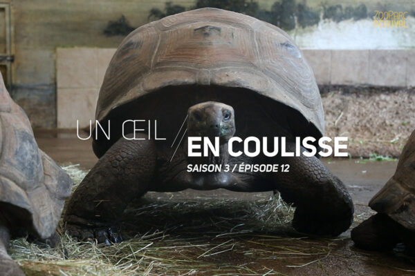 Une Œil en Coulisse saison 3 – À la découverte des tortues de Beauval