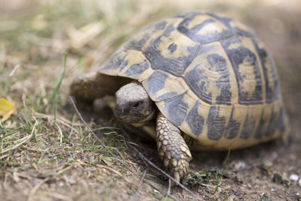 Zoé, la tortue la plus rapide du monde !