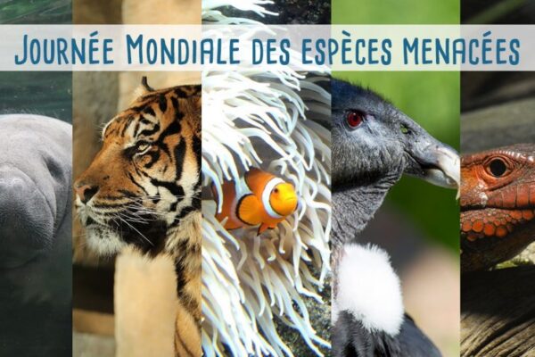 11 mai : Journée mondiale des espèces menacées