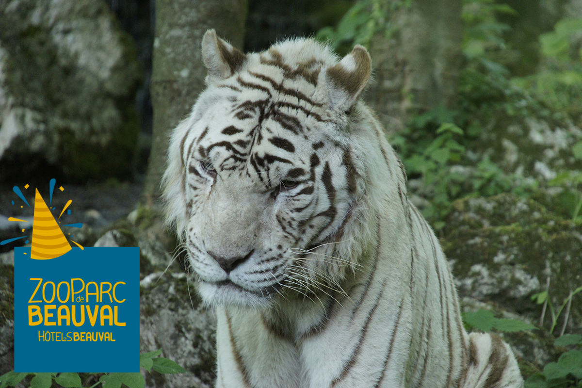 Notre Emblematique Sherkan Fete Aujourd Hui Ses 17 Ans Beauval Actus