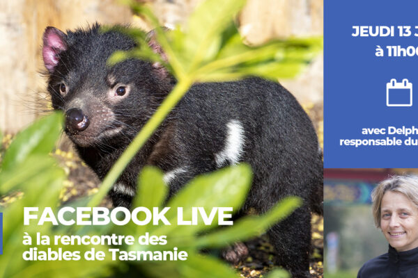 Facebook Live à la rencontre des diables de Tasmanie !