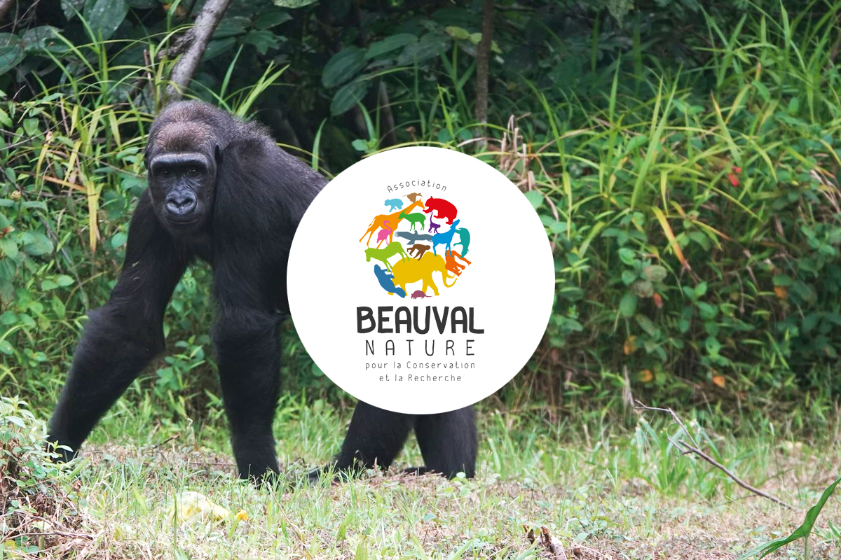 Gorilles Réintroduits - À La Découverte De L’île ! - Beauval Actus