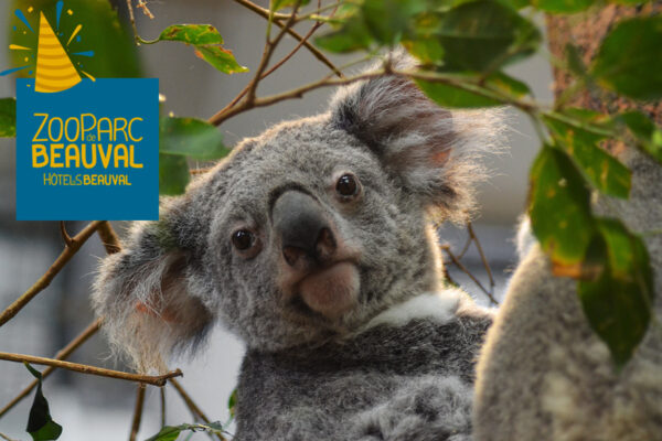 13 ans déjà pour Hanya, la femelle Koala