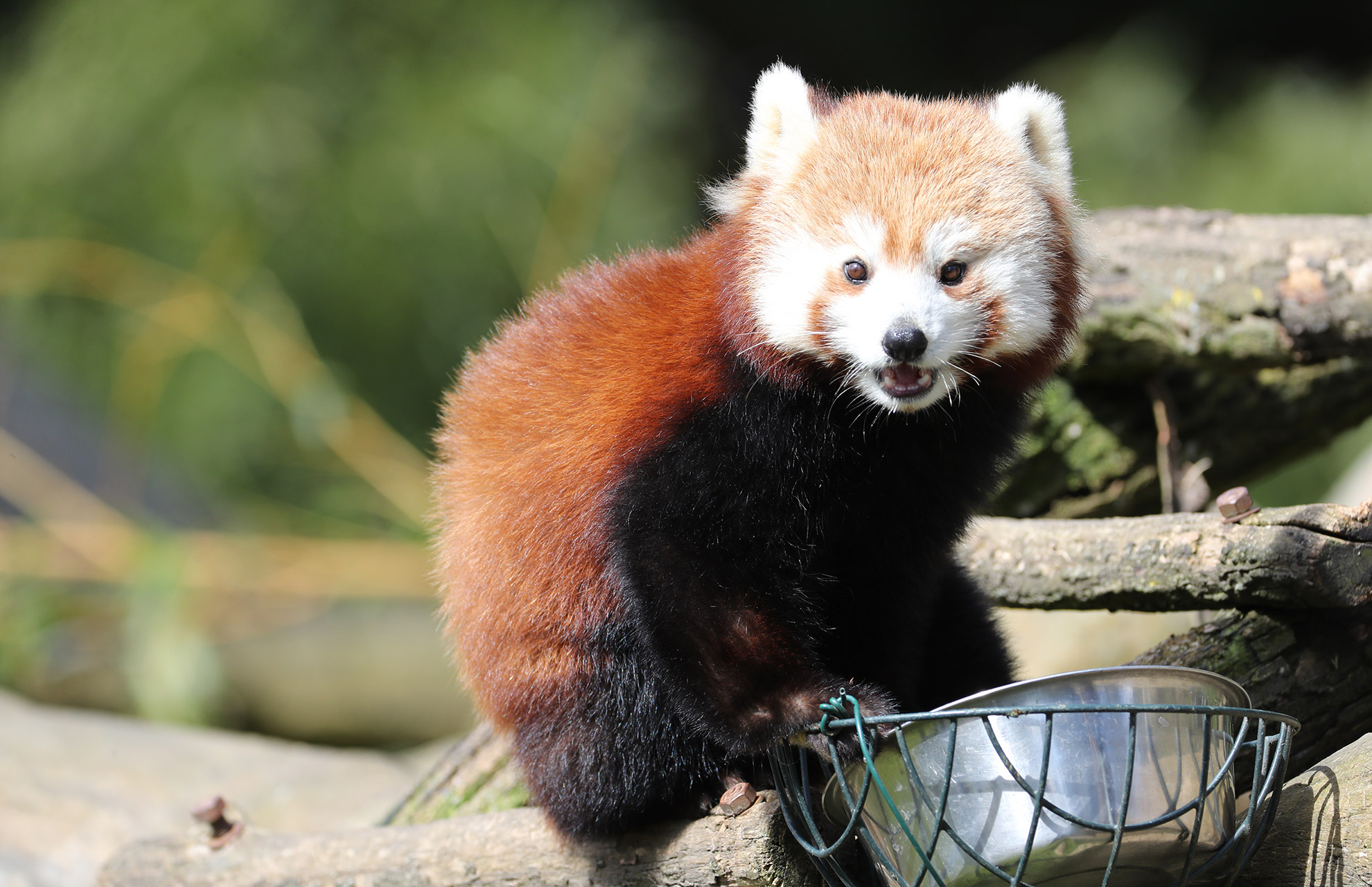 Stylo panda roux - Boutique du Parc Zoologique de Paris