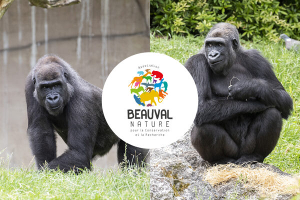Première réintroduction de gorilles du ZooParc de Beauval !