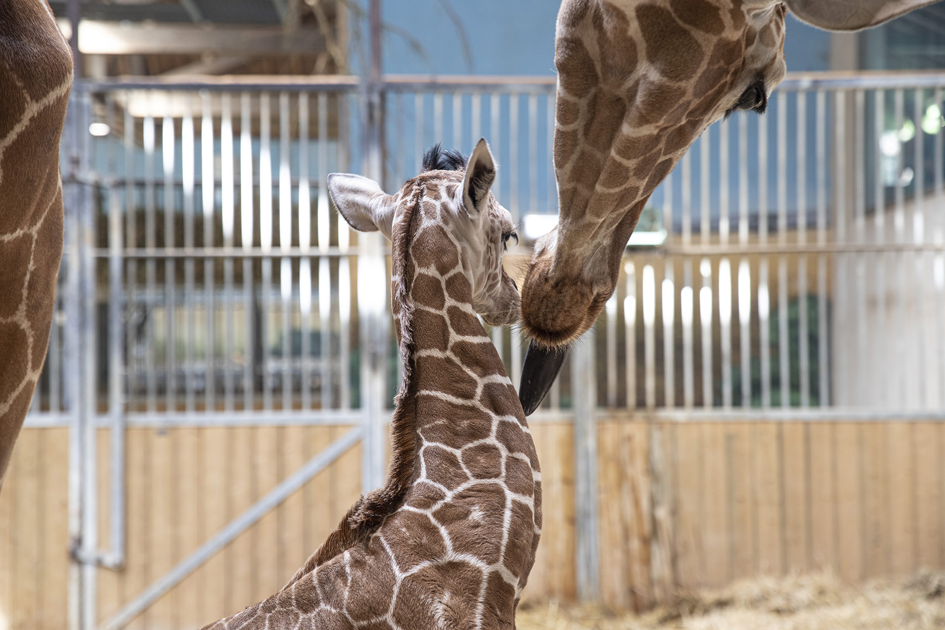 Naissance du premier petit girafon de Beauval !