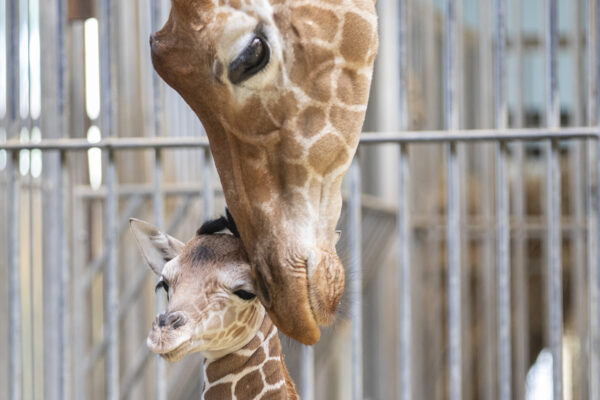 Naissance du premier petit girafon de Beauval !