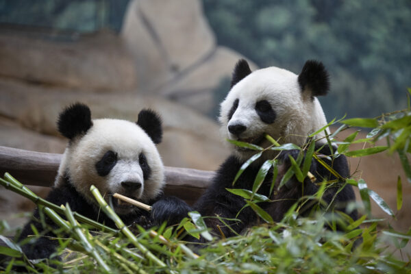 À bientôt 2 ans, Yuan Meng n’est plus un bébé panda !
