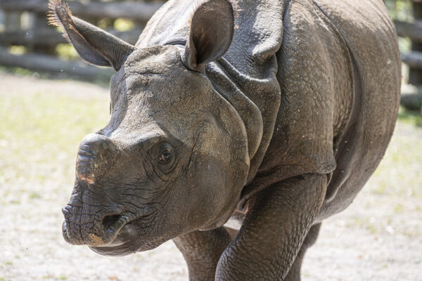 Départ de Gainda, jeune rhinocéros indien