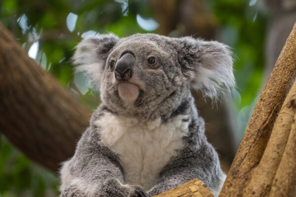 Les koalas sont-ils en “extinction fonctionnelle” ?
