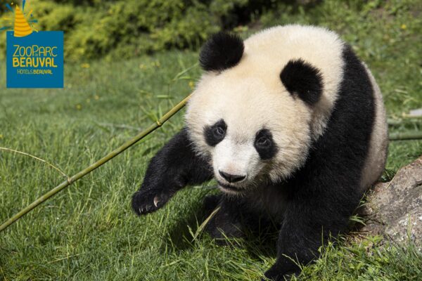 Ça y est, Yuan Meng a 2 ans ! Bon anniversaire bébé panda !