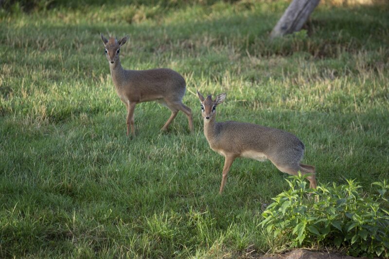Une nouvelle espèce à Beauval : les dik-diks de Kirk